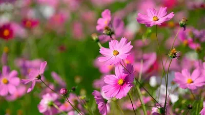 Космея цветок: фото, описание, виды, сорта, выращивание, посадка, уход