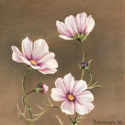 Картина Космея цветы ᐉ Волощук Мирослава ᐉ онлайн-галерея Molbert.
