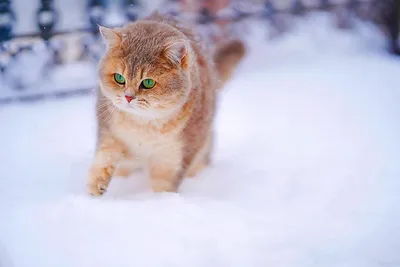 Кот и зима картинки обои