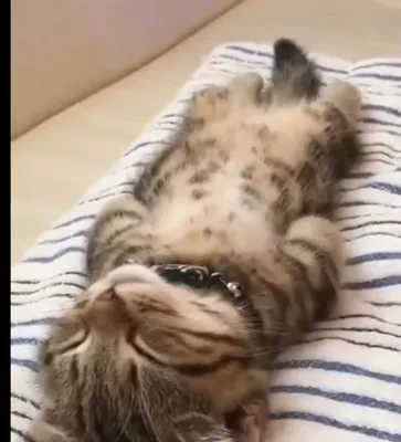 Найден котёнок, который спит по-человечески лёжа на спине
