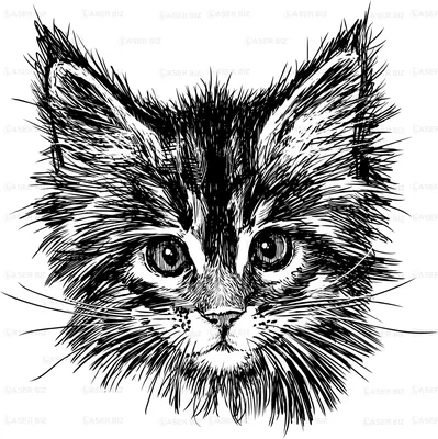 Рисунки котиков для срисовки - Раскрась этот мир!