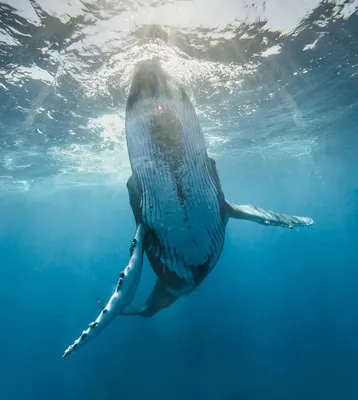 Красивые картинки китов - 58 фото