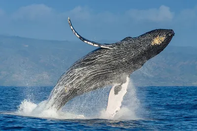 Интересные факты о китах | Мир животных | Дзен