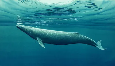 Красивые горбатые киты в побережье эквадора Стоковое Фото - изображение  насчитывающей разводя, красивейшее: 54402638