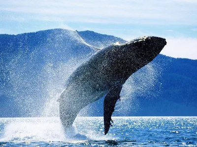 Синий кит — Википедия