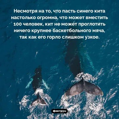 Где в России посмотреть на китов – интересные места в 2024 году, факты о –  Tripster.ru