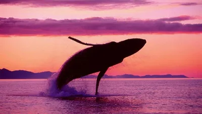 Интересные факты о синих китах