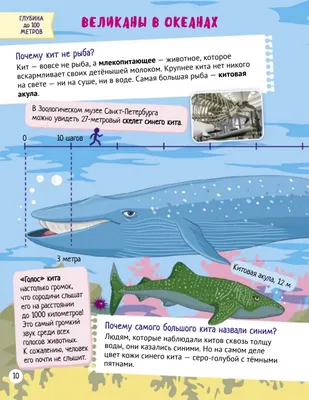 Интересные факты о китах! | Интересное про животных! | Дзен
