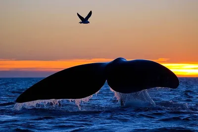 Всемирный день кита: красивые фото морских великанов - Новости Каменского
