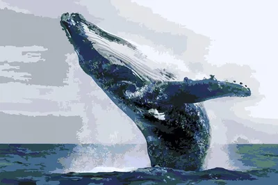 Почему кит не рыба? Интересные факты о морских обитателях 5+