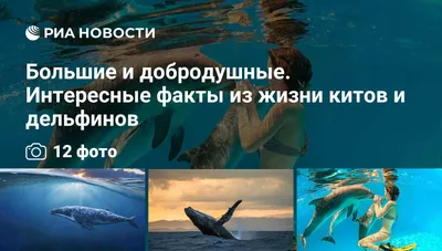Интересные факты из жизни синих китов | textinthepiter | Дзен