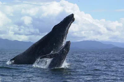 Раскрыта вероятная причина смерти 2 тыс. серых китов у берегов Америки |  РБК Life