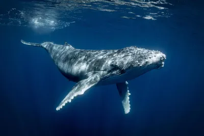 Интересные факты о горбатых китах и их повадках | Вокруг Света