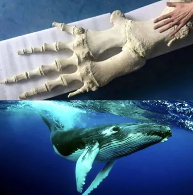 Красивые киты плывут по космосу …» — создано в Шедевруме
