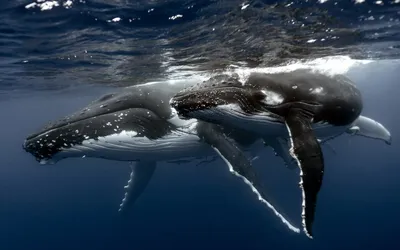 Polina Gu - Чудесный кит с крыльями и маяков на острове! ⠀... | Facebook