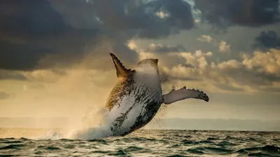 Элементы видов китов каракули красивые морские животные Иллюстрация вектора  - иллюстрации насчитывающей морск, случаи: 191607361