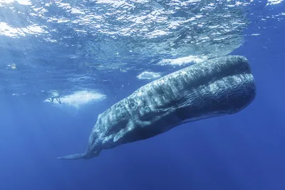 Большие и добродушные. Интересные факты из жизни китов и дельфинов - РИА  Новости, 23.07.2016