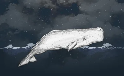 Интересные факты о китах | Интересные факты | Дзен