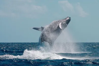 Животные кита на белом фоне красивые акварели. Иллюстрация штока -  иллюстрации насчитывающей брошюра, иллюстрация: 171593305