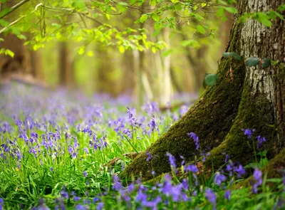 Красивые картинки лес весной обои