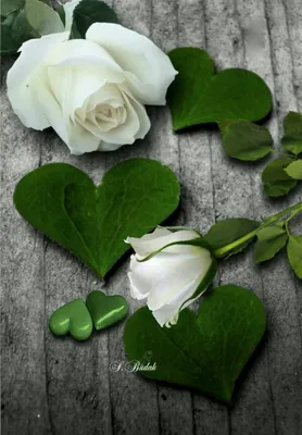 Красивые белые розы 70 см😍🔥 Для заказа пишем на Ватсап +77012490149 или  жмите на прямую ссылку в моем профиле чтобы отправить сообщение по… |  Instagram
