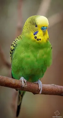 Самые красивые попугаи в мире ( + много ФОТО ) | Попугай, Разноцветные  животные, Красивые птицы