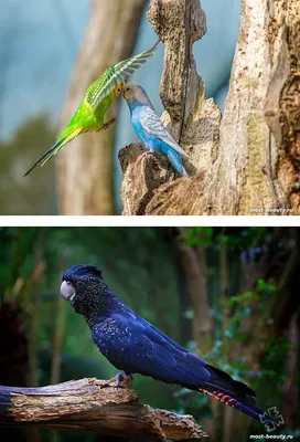 красивые попугаи в дереве стоковое изображение. изображение насчитывающей  цвет - 134975503