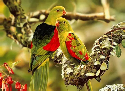 Самые красивые попугаи в мире ( + много ФОТО ) | Попугай, Животные, Птички
