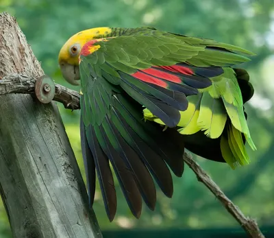 Самые красивые попугаи (Топ-28)