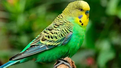 Волнистые попугаи австралия, много …» — создано в Шедевруме