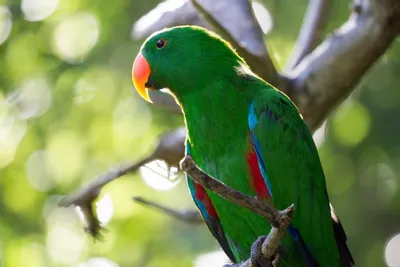 Самые красивые попугаи в мире: топ-10 видов (волнистые, ара, жако и т.д.) с  фото и описаниями