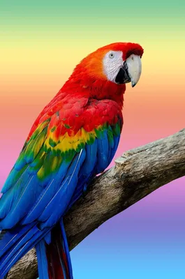ТОП 5 Самых красивых попугаев | Сергей Попужко | Дзен