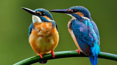 Самые милые и красивые попугаи» — создано в Шедевруме