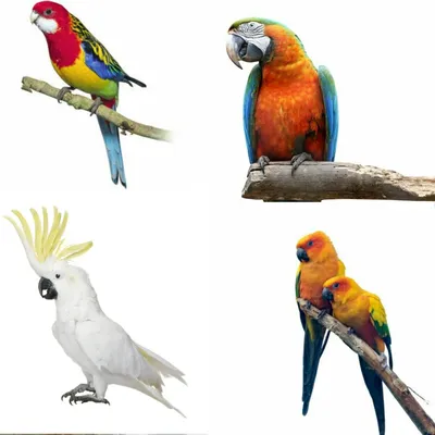 Обои попугаи, красивые, попугай, раздел Животные, размер 1600x1200 -  скачать бесплатно картинку на рабочий стол и телефон