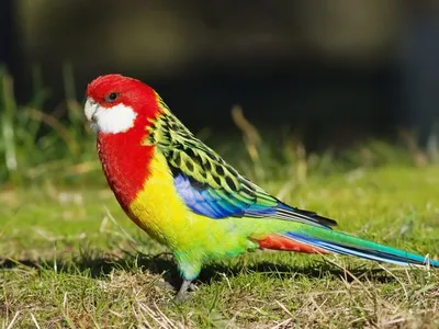 ТОП-16:Самых красивых попугаев в мире. | Smal1k23 | Дзен