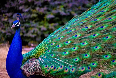 Попугай суда, красочный попугай, красивые попугаи, Parrots уборная Стоковое  Фото - изображение насчитывающей перо, красно: 72778278