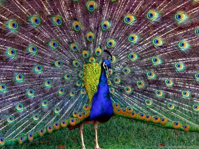 птичий попугай. большие разноцветные красивые попугаи. Стоковое Фото -  изображение насчитывающей цветасто, ангстрома: 220750488
