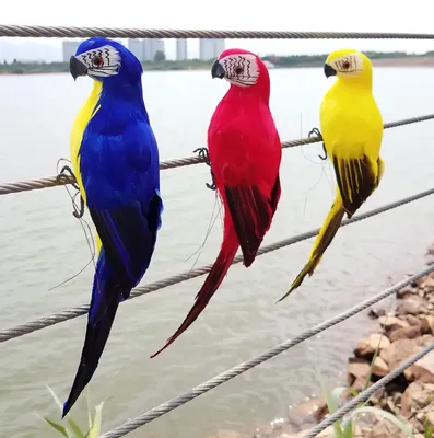 Самые красивые птицы планеты Земля - YouTube