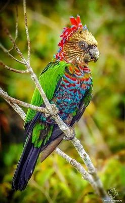 Самые красивые попугаи в мире ( + много ФОТО ) | Birds photography nature,  Unusual animals, Beautiful birds