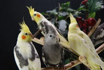 красивые попугаи с красочными перьями сидят на веревке Стоковое Изображение  - изображение насчитывающей пулярка, вольер: 272319651