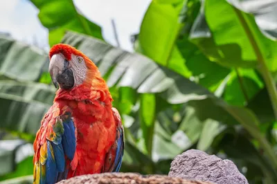 Отзыв о Волнистый попугай | Умные и красивые птицы,но самое главное -  правильный уход