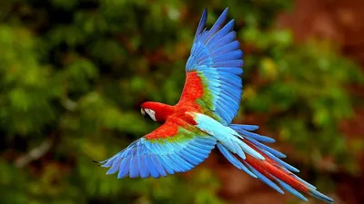 Зеленые Попугаи Красивые - Бесплатное фото на Pixabay - Pixabay