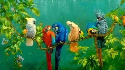 Тест. Самые красивые птицы: угадайте название! - Телеканал «О!»