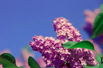 Бесплатное изображение: дерево, природа, лето, сиреневый цветок, ветка,  листья, красивые, Сад