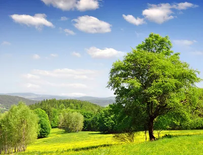 Бесплатное изображение: Природа, лето, цветок, флора, подсолнечник, лист,  красивые, Лепесток, окружающей среды