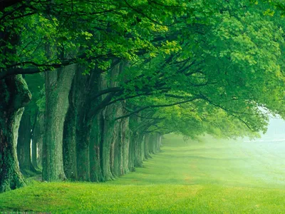 Красивая природа, лето, зеленый лес…» — создано в Шедевруме