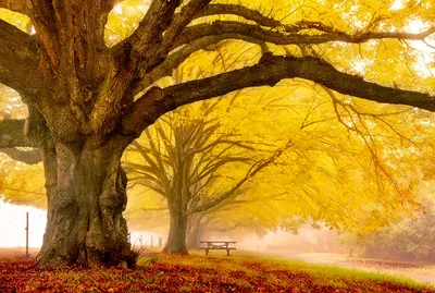 Красивые картинки с деревьями обои