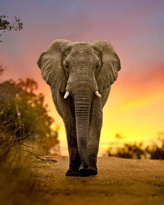 Красивые картинки со слонами обои