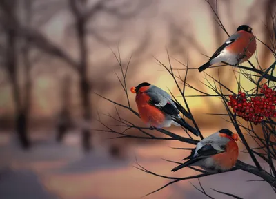 А вы знали, что снегири никуда не улетают после зимы? 30 интересных фактов  о красногрудых пернатых. Обсуждение на LiveInternet - Российский Сервис  Онлайн-Дневников