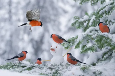 Зимнего доброго утра, картинка со снегирями с пожеланиями доброго утра,  зимняя гиф со снежинками, красивые зимние картинки… | Зимние картинки,  Доброе утро, Картинки